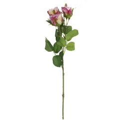 Rose Alina, 3 Blüten/lila, 38 Cm
